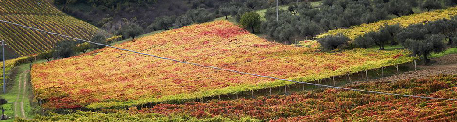 Podere Della Torre