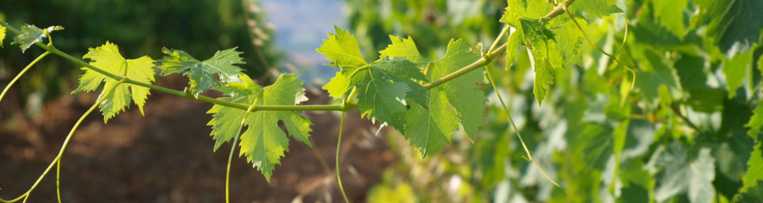 Rascioni e Cecconello