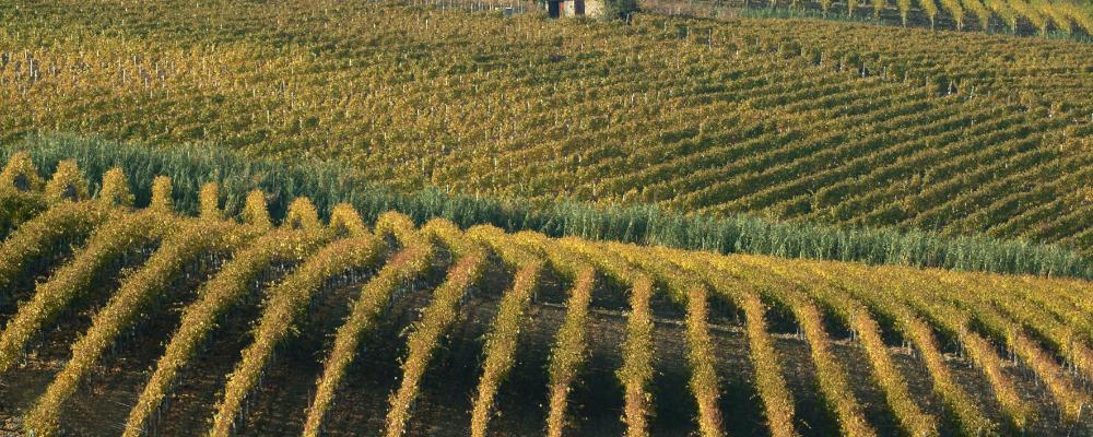 Marchesi di Barolo