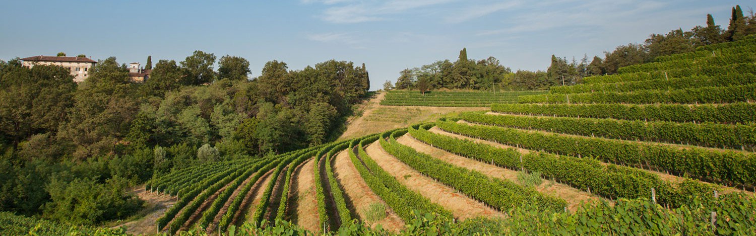 Azienda Bastianich