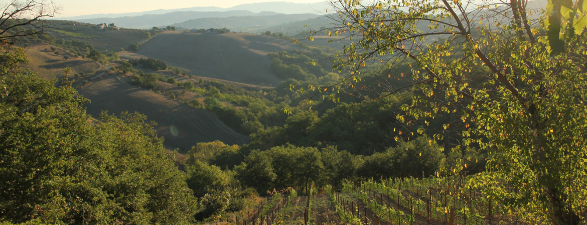 Cantine Torri