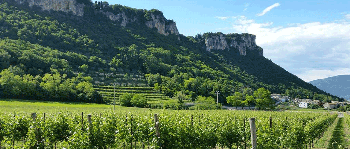 Montesaline