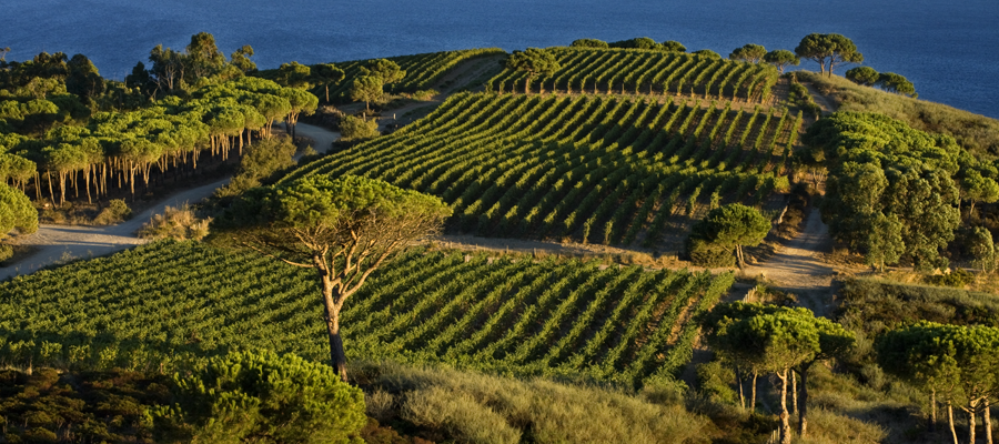 Fattoria delle Ripalte