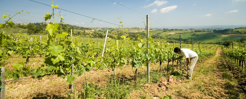 Tenuta Le Calcinaie