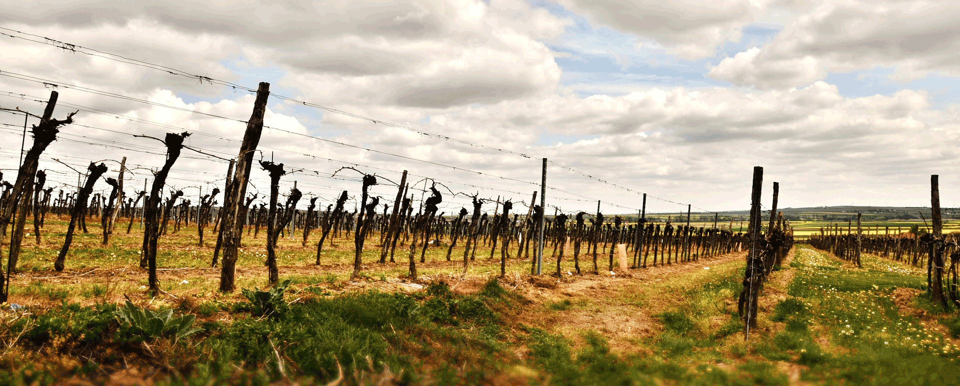 Tenuta Sant'Antonio